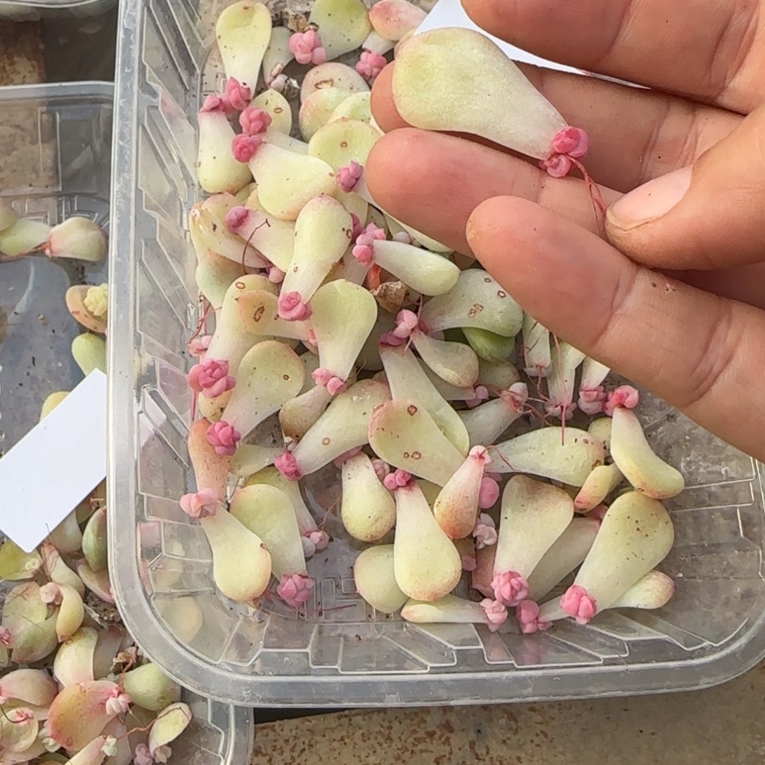 2个小懒肥财芝麻穴满25包邮