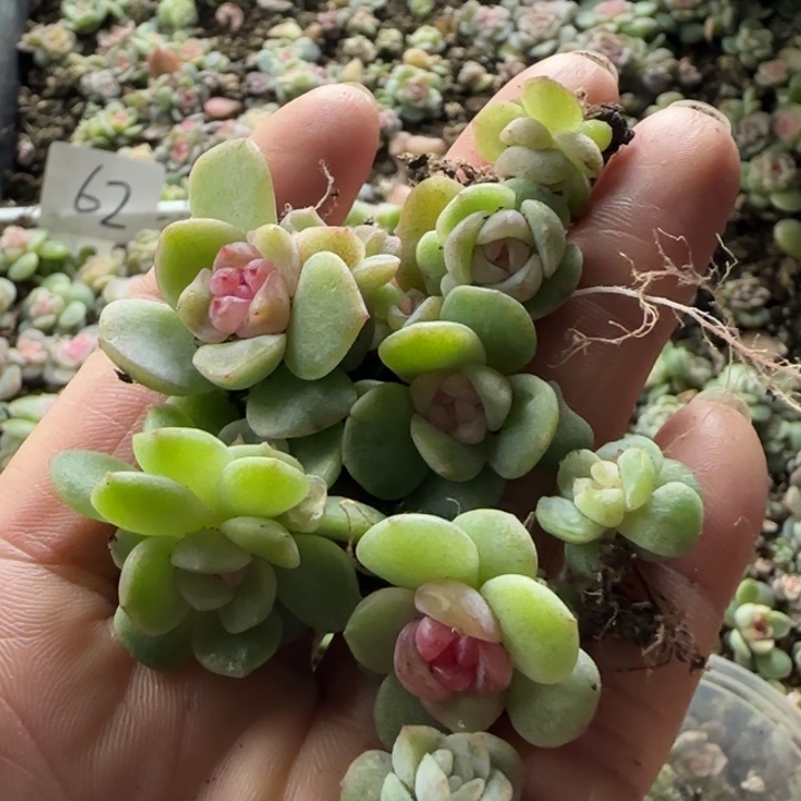 66号绝绝子炖肉植物