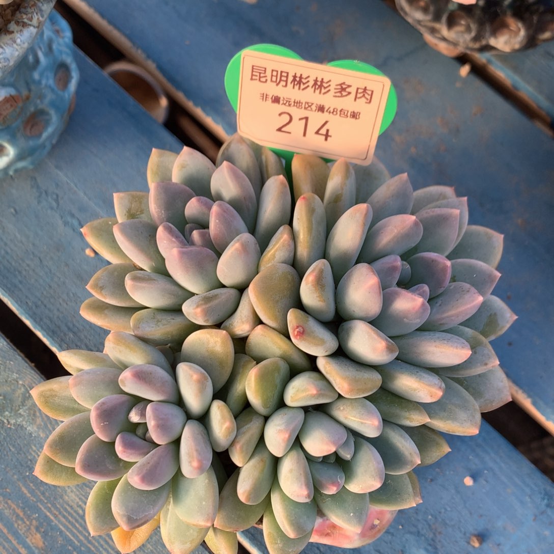 宽叶奶糖矮桩平头214