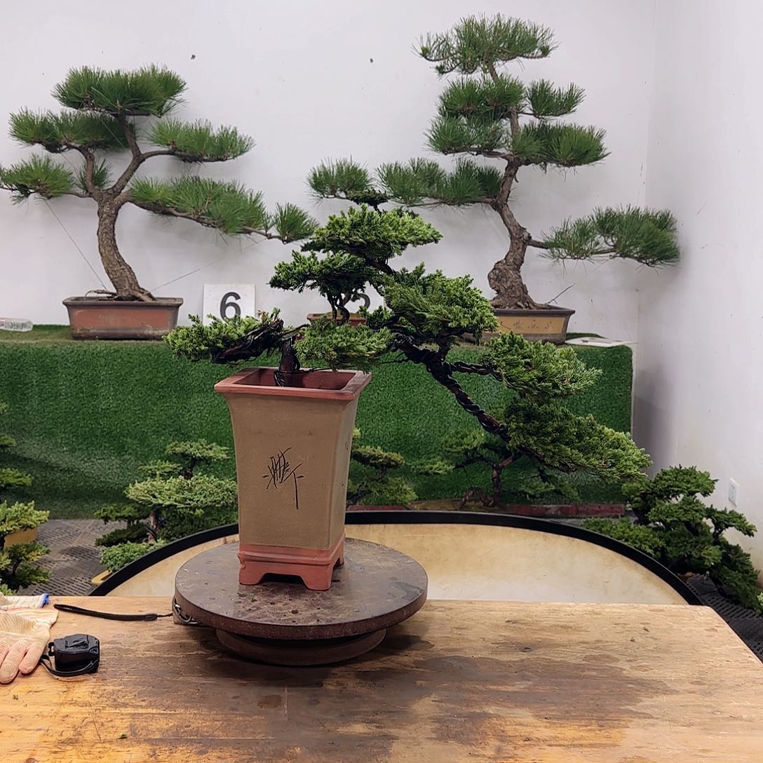 无花朵盆景盆景盆景盆景