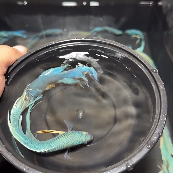 斗鱼直播间对图无纹蓝14