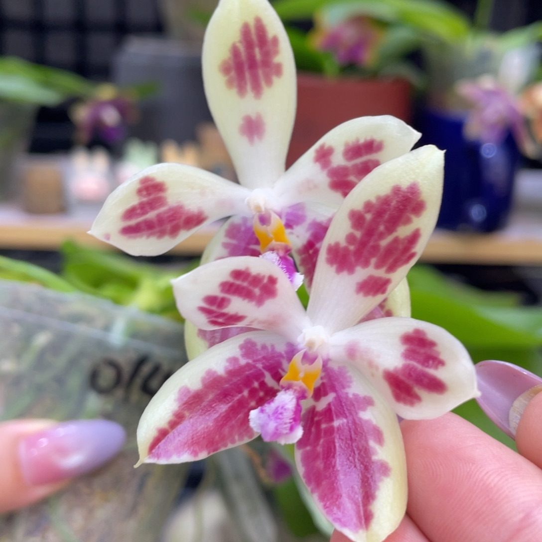 当前无花栽培后可以开花