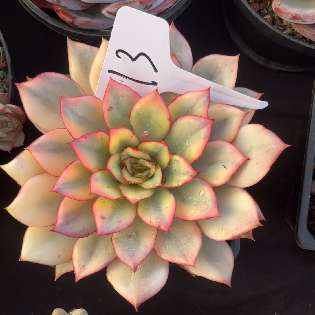 老阿姨花卉一物一拍13