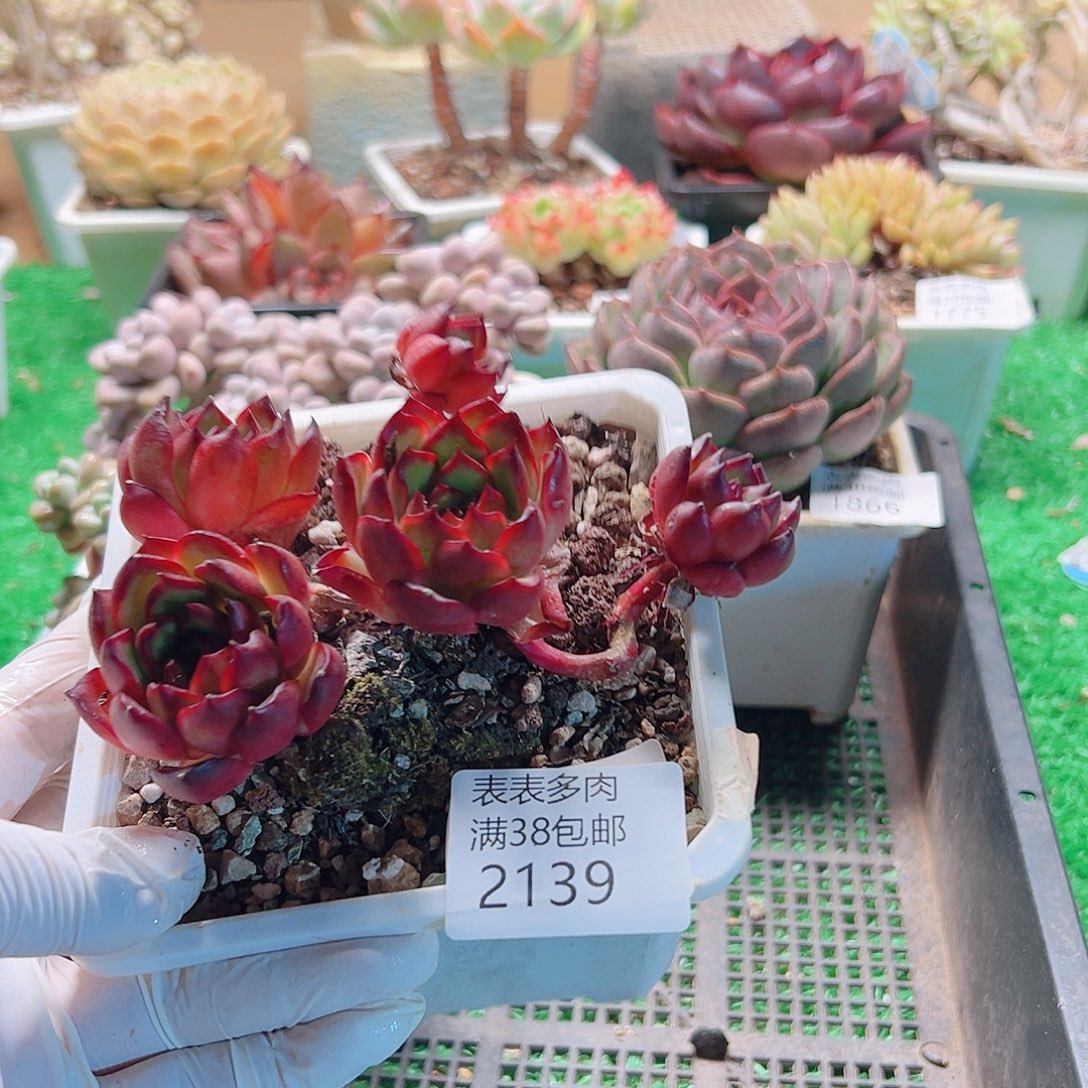 多肉一物一拍植物2139