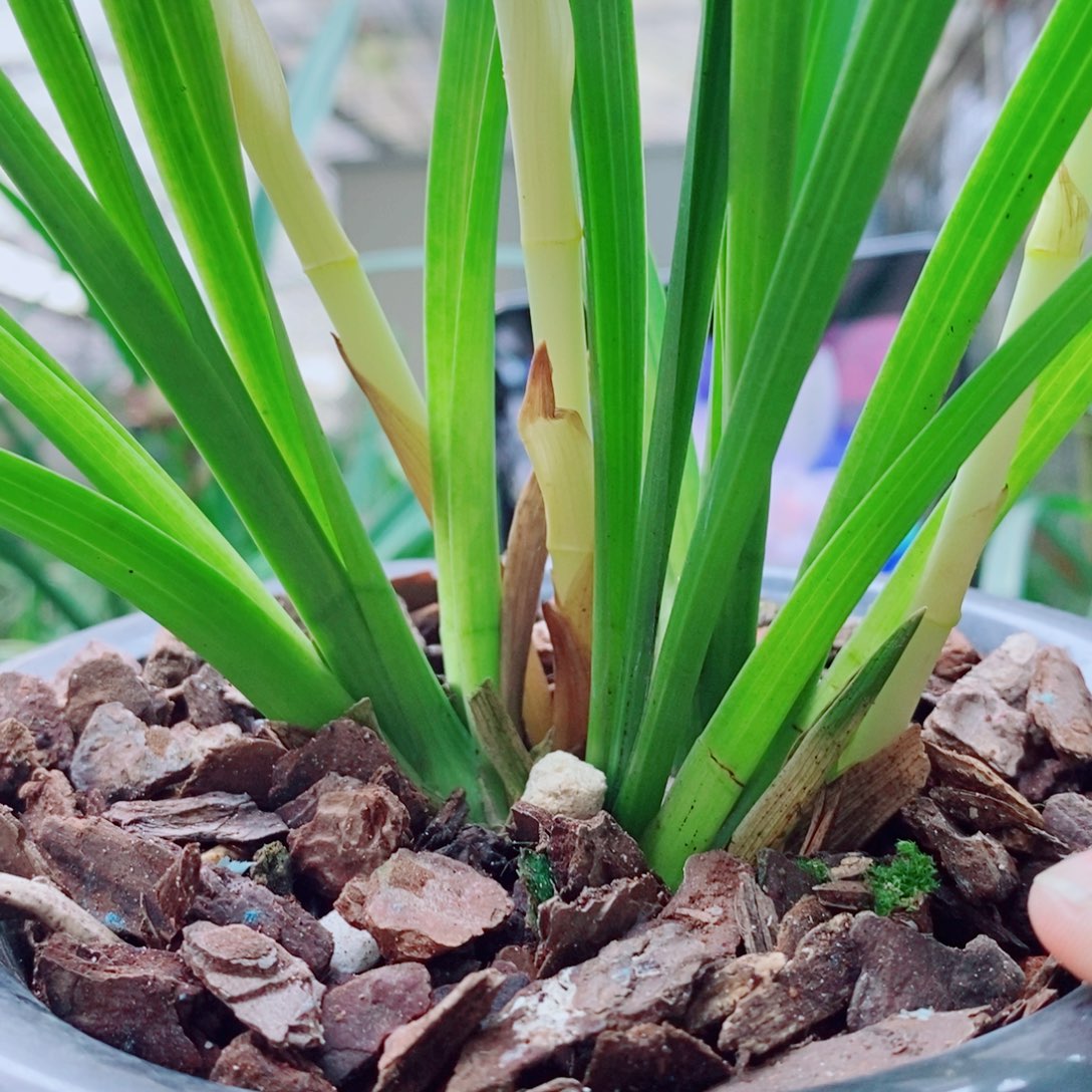 大部分花苞少量开放