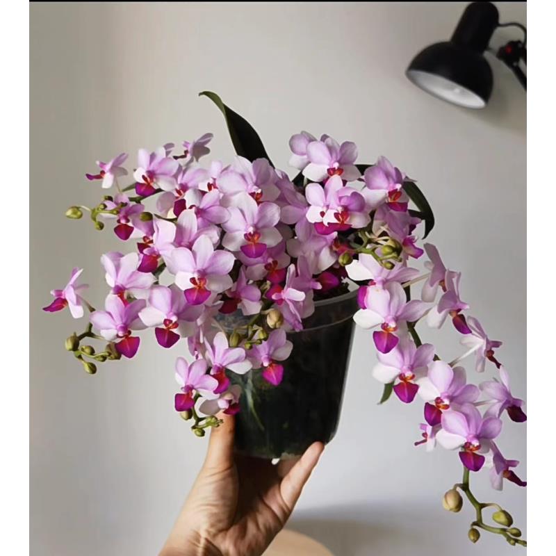 贵族品种 2个花剑  【贝瑞王子】蝴蝶兰 带花  易消苞 介意勿拍