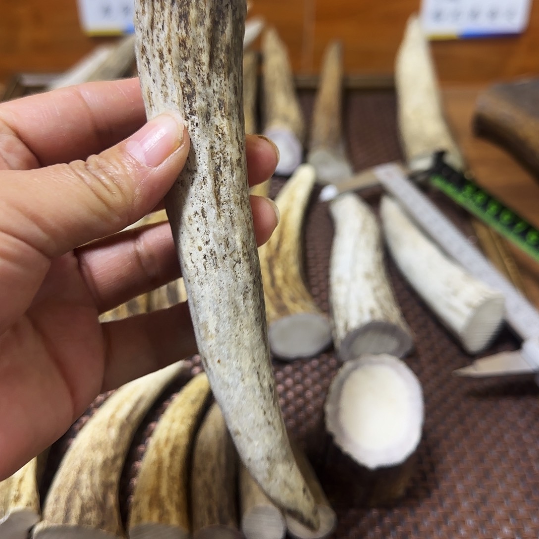 容***厂手串/手链鹿骨角尖2898