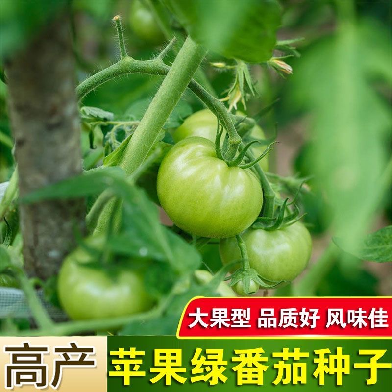 贼不偷绿色番茄种子绿宝石西红柿籽正品生吃脆甜四季大棚蔬菜种子