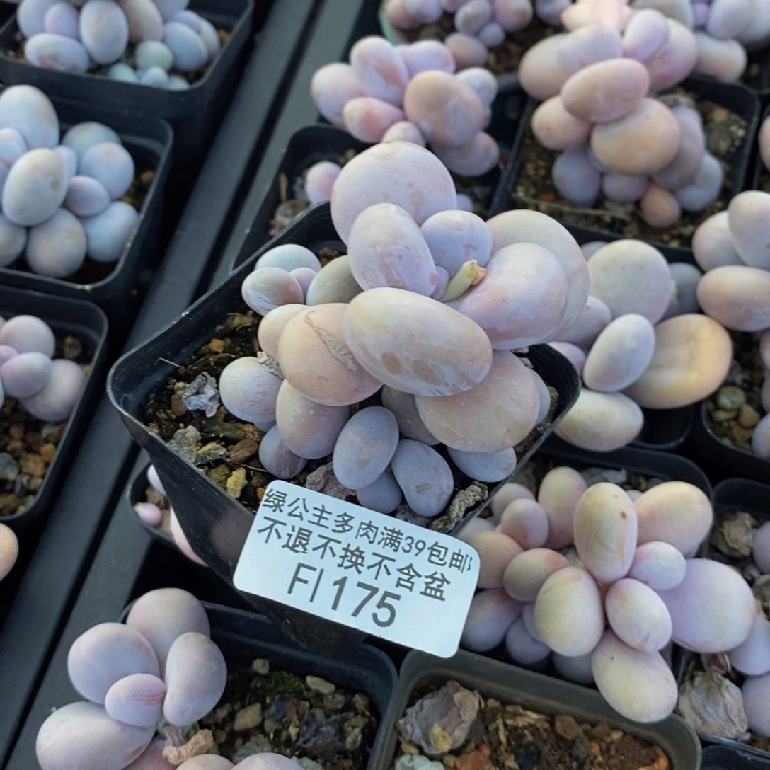 *️****175橙奶多肉肉6cm