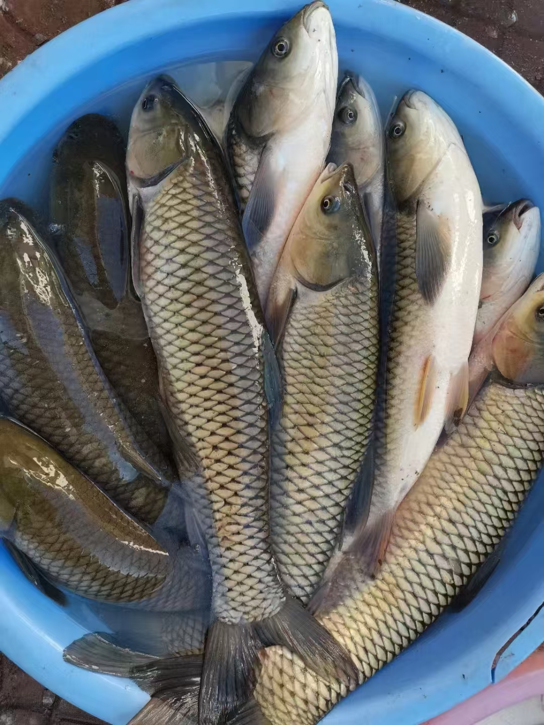 草鱼 渔场发货 鲜活淡水鱼