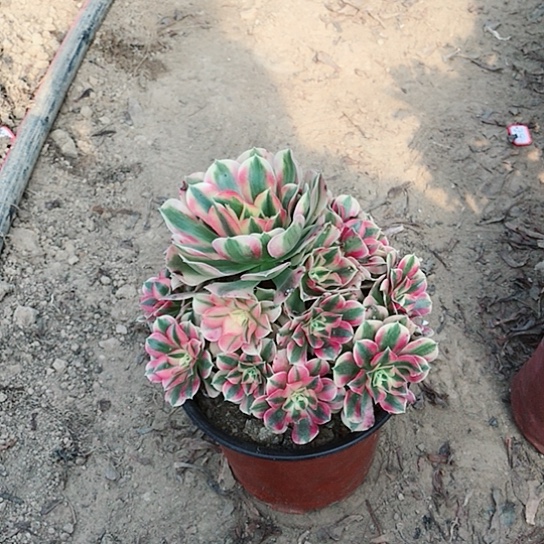 秀***秀粉女巫法师多肉植物13