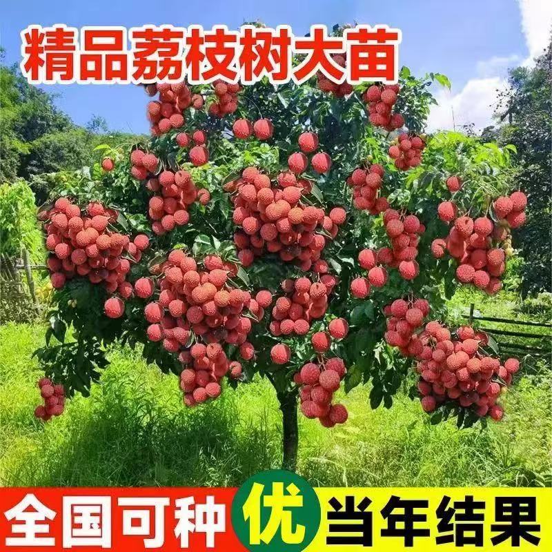 荔枝树苗基地直发正品嫁接苗无核妃子笑桂味荔枝苗带土带叶纯甜