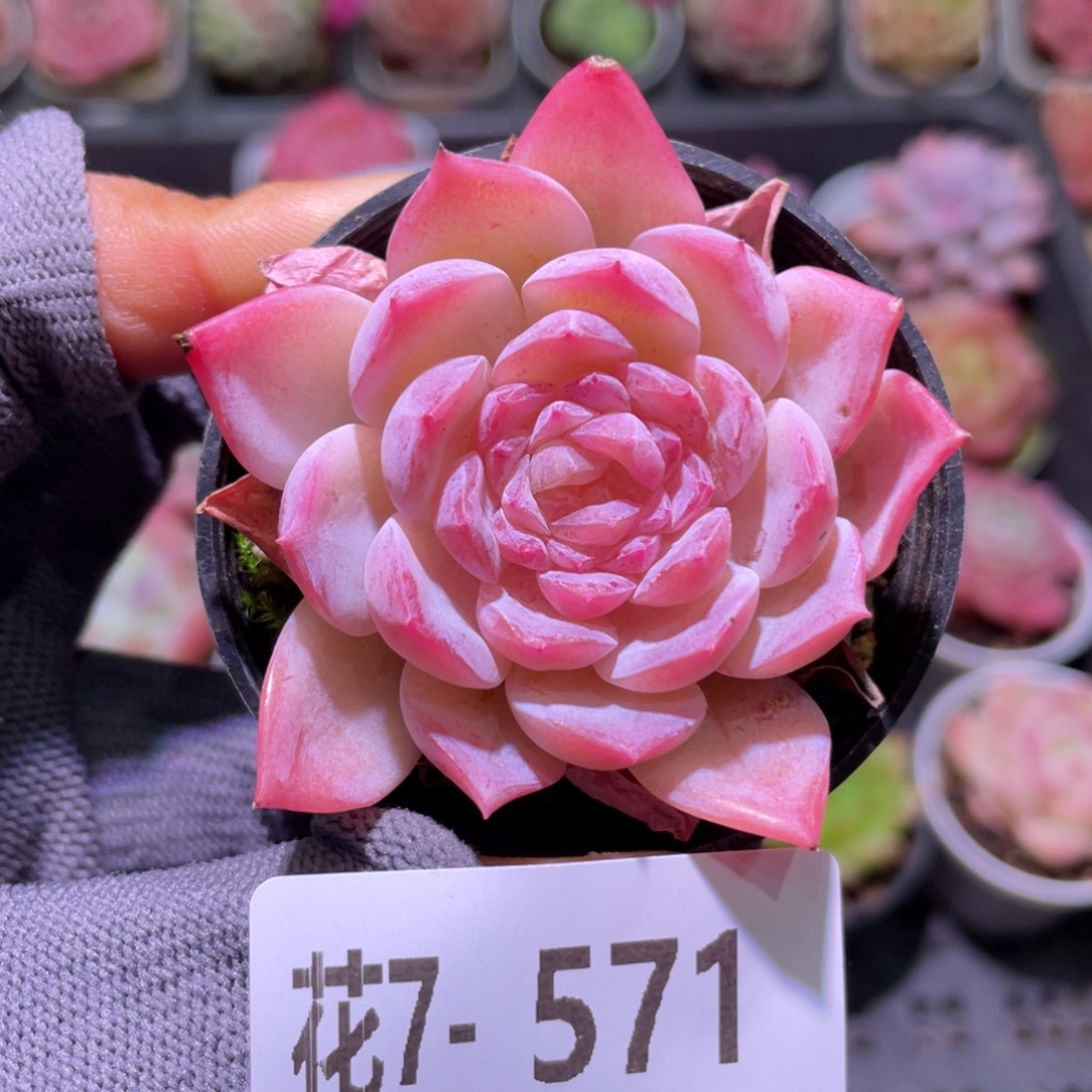 花利美7-571新品  