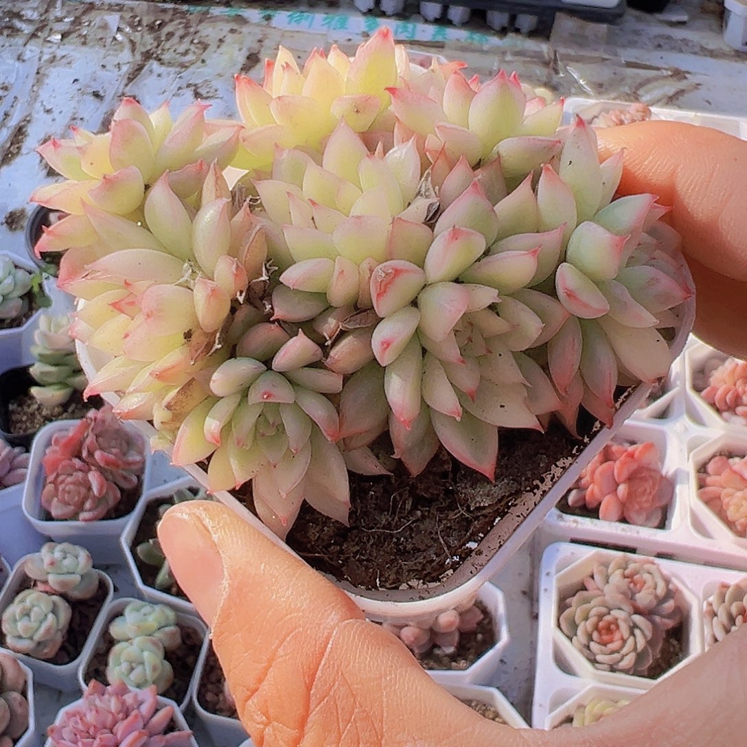 女雏锦19包邮多肉