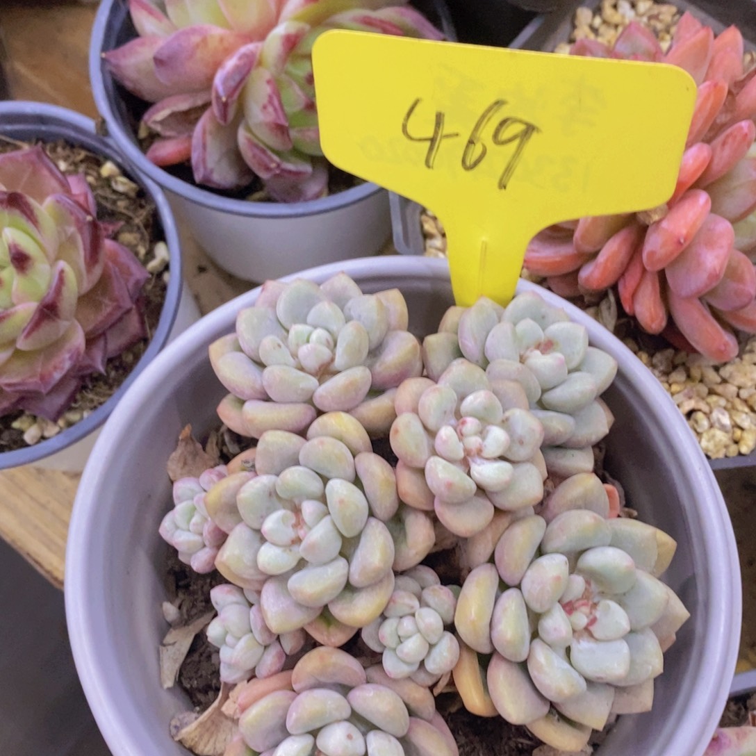 开心多肉，福利专场