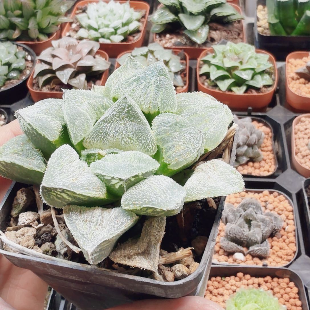 无花朵十二卷雪姬母本