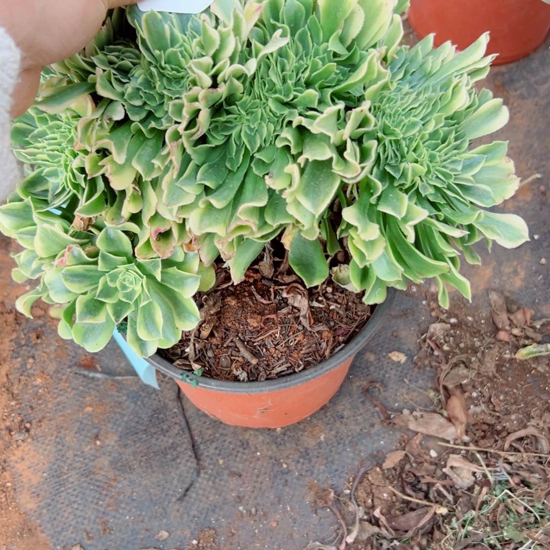 我3811 号多肉法师新年福利奶绿