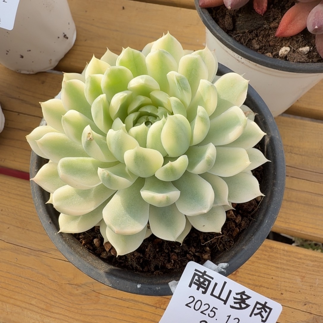 星***荆月莹锦111122-206