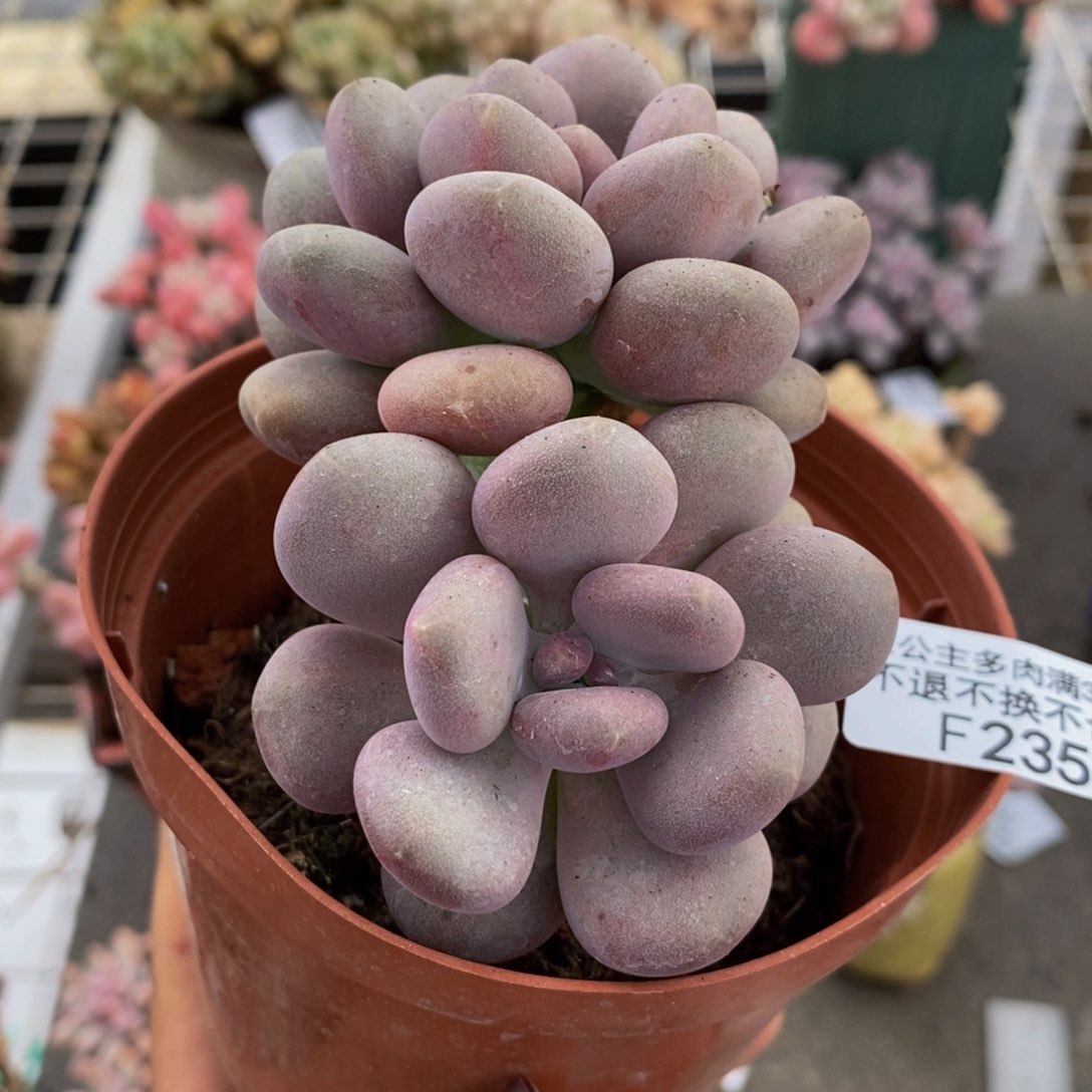 月美人235/8c m的肉