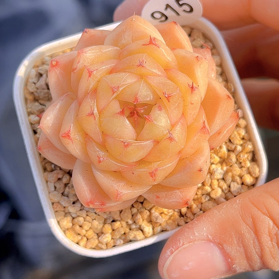 915 放漏 新品珍妮 满18包邮