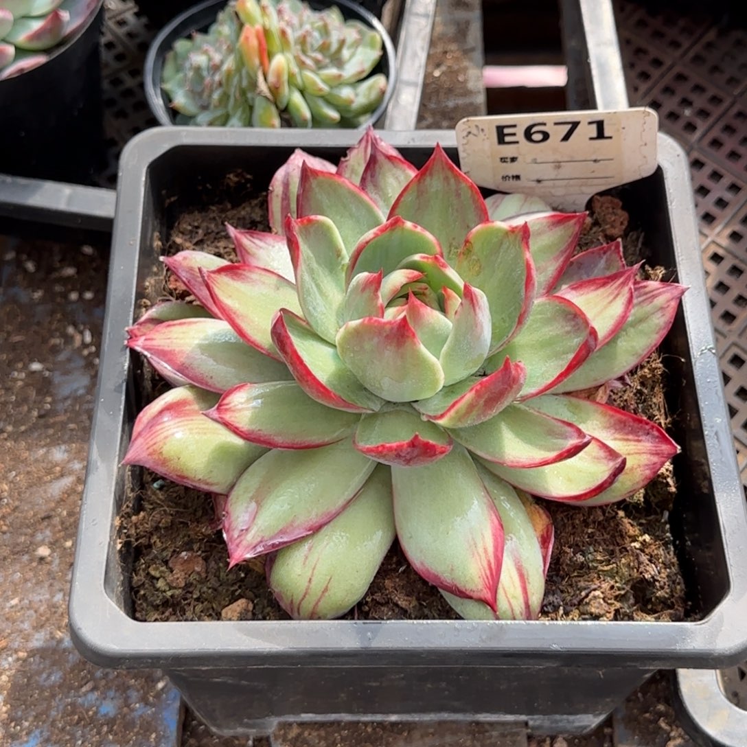 暖***暖惊鸿一物一拍包装收缩花旱671