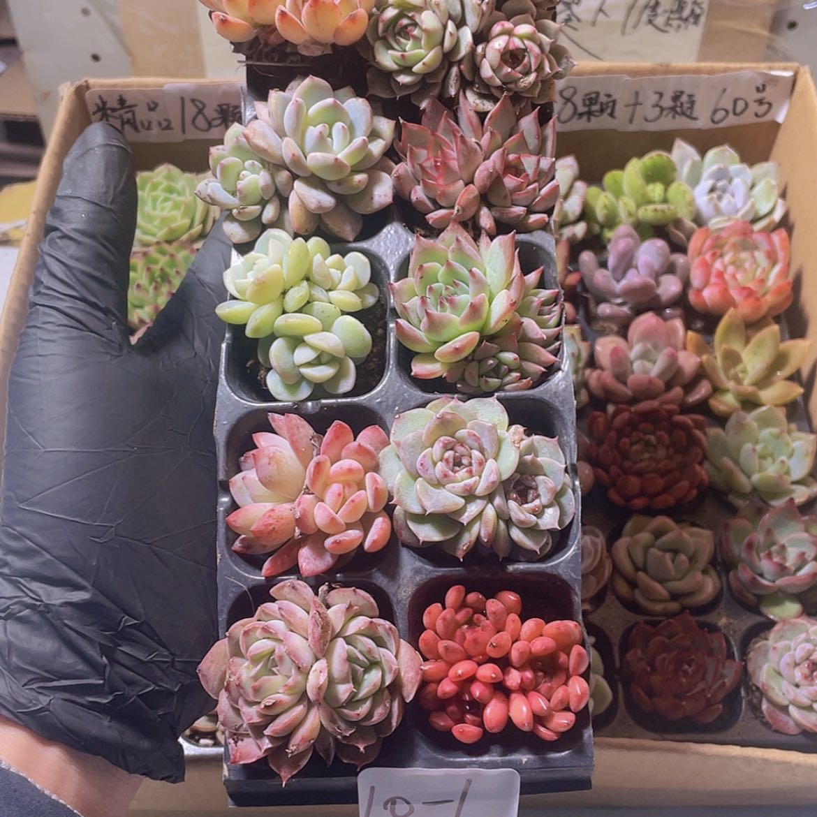 【闪购商品】10颗-1