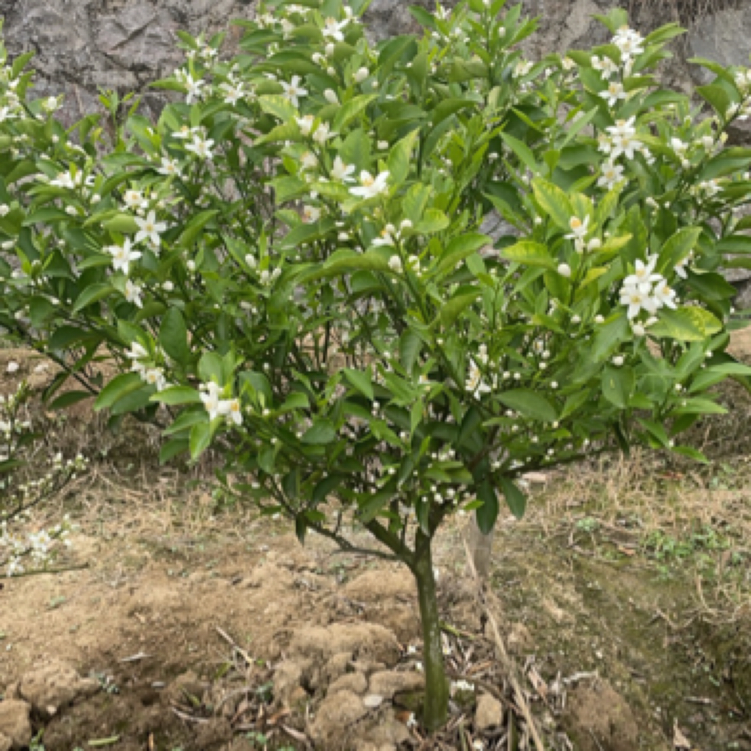 盆栽地栽绿植（一物一拍）