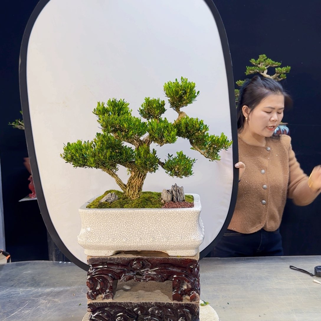 高端盆景艺术作品