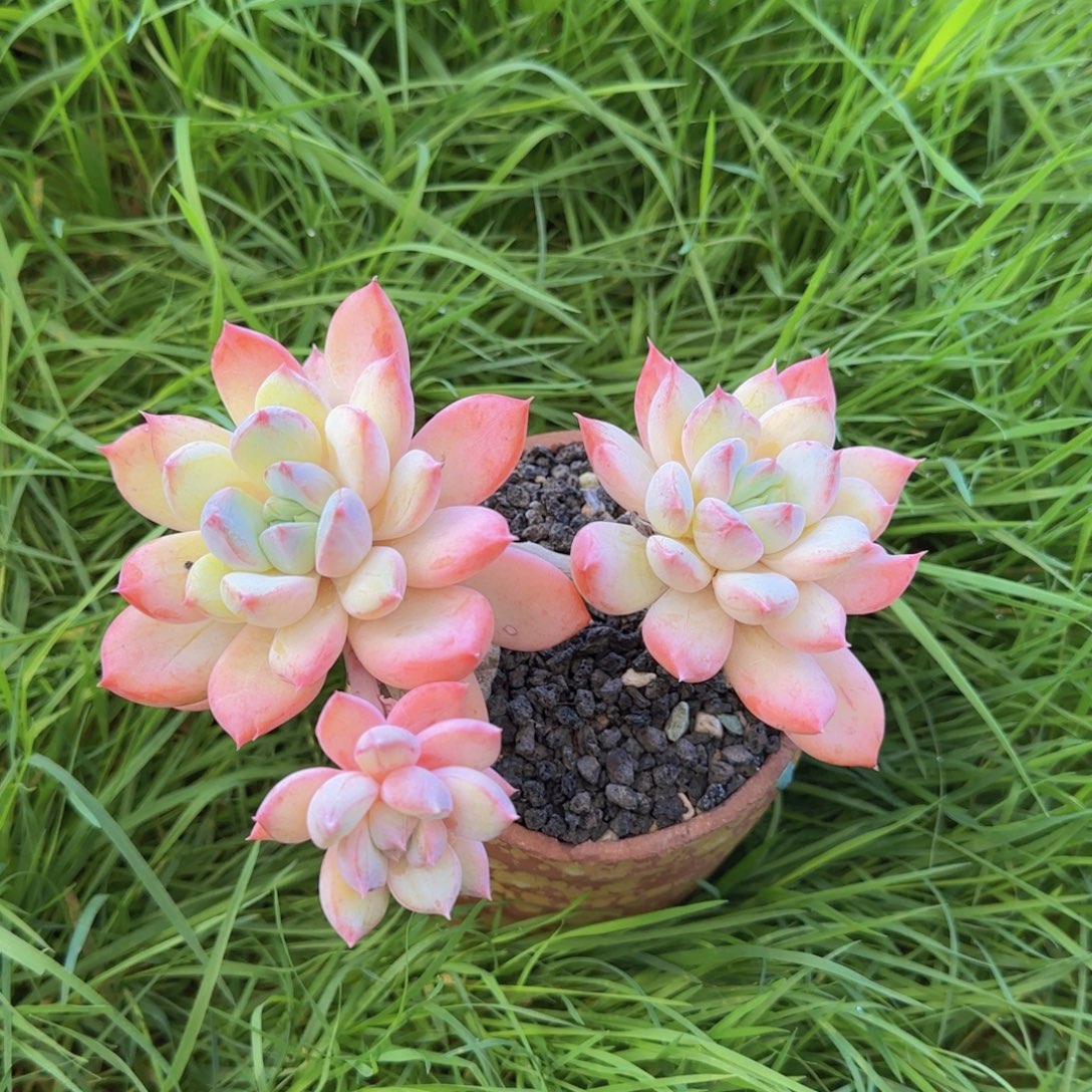 多肉植物多肉植物