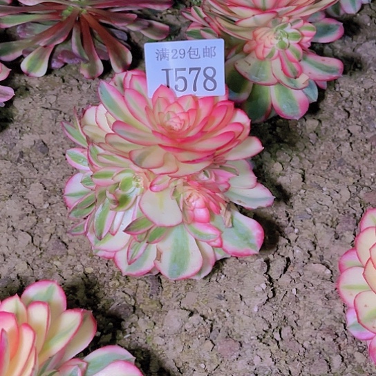 578荔枝多肉植物