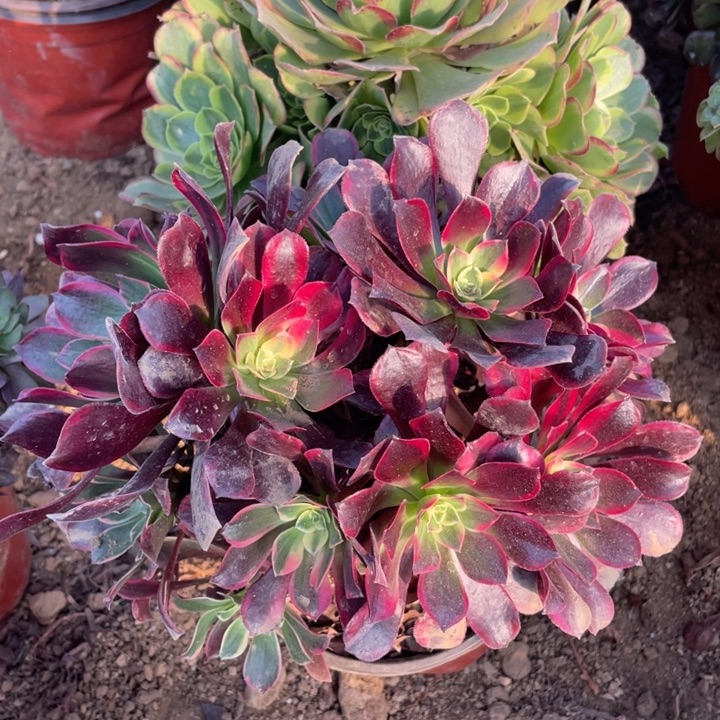 无花朵974多肉植物