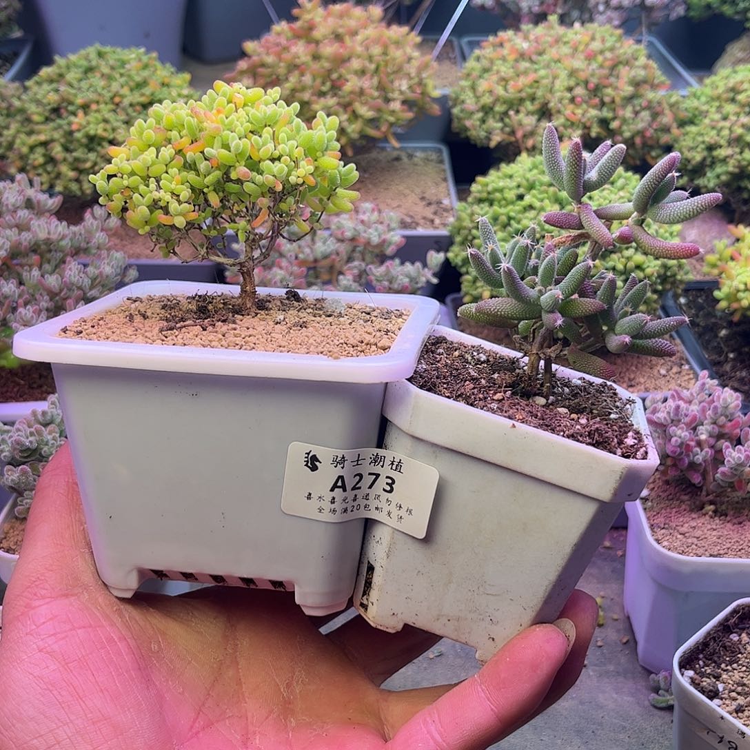 6***ᐝ273套餐2颗枝干番杏