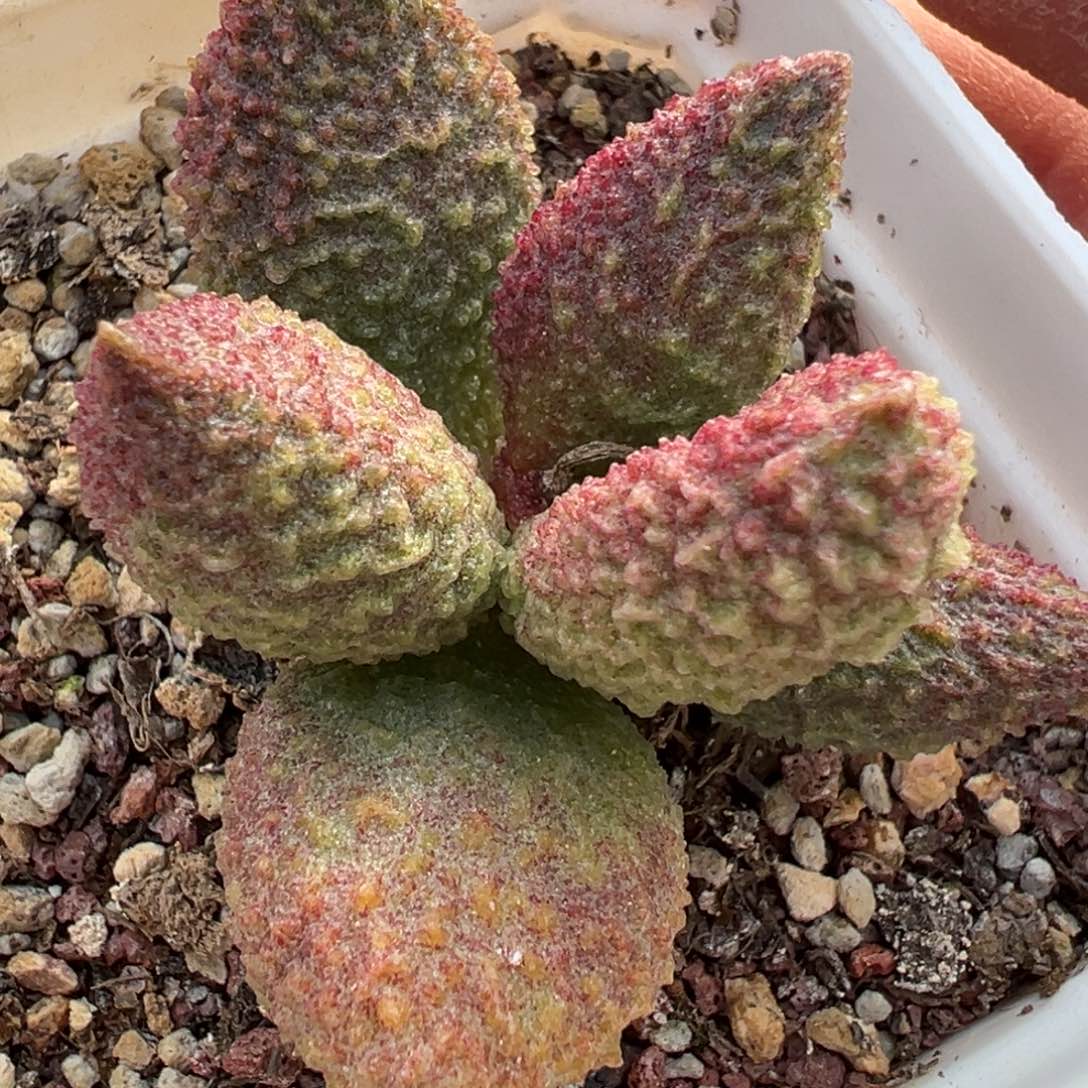 实生新品多肉植物水泡