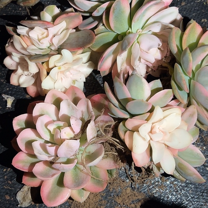 多肉植物粉色维拉锦