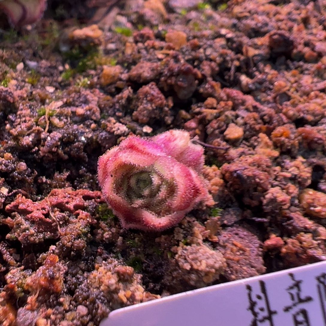 陈陈816毛x若初x各种mini小