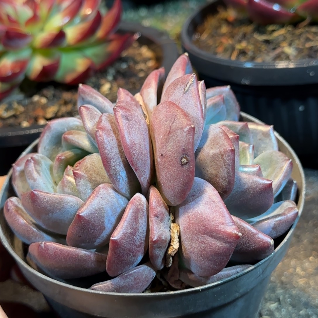 香槟石化惊鸿一物一拍包装收缩花旱