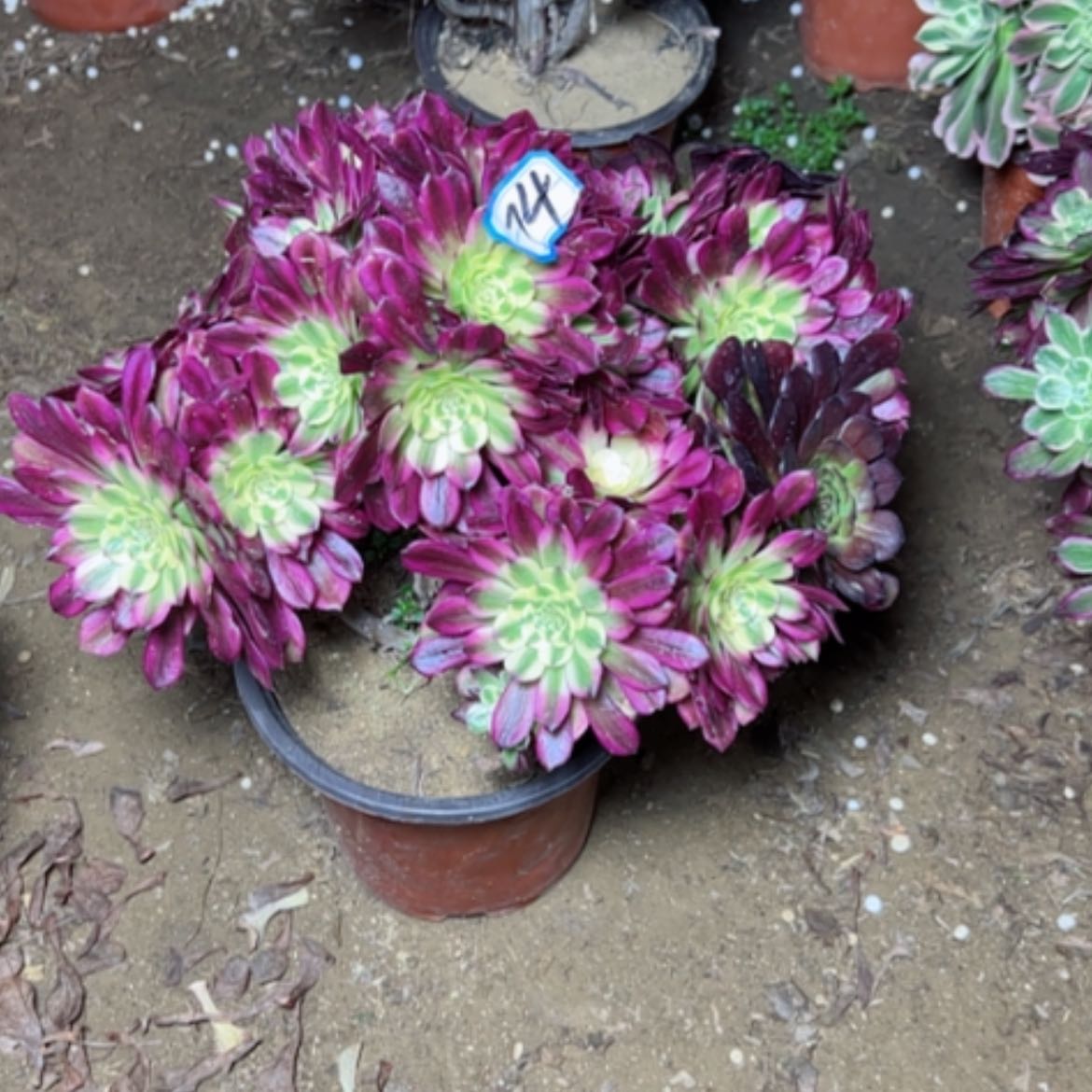 【闪购商品】多肉植物舞天姬74