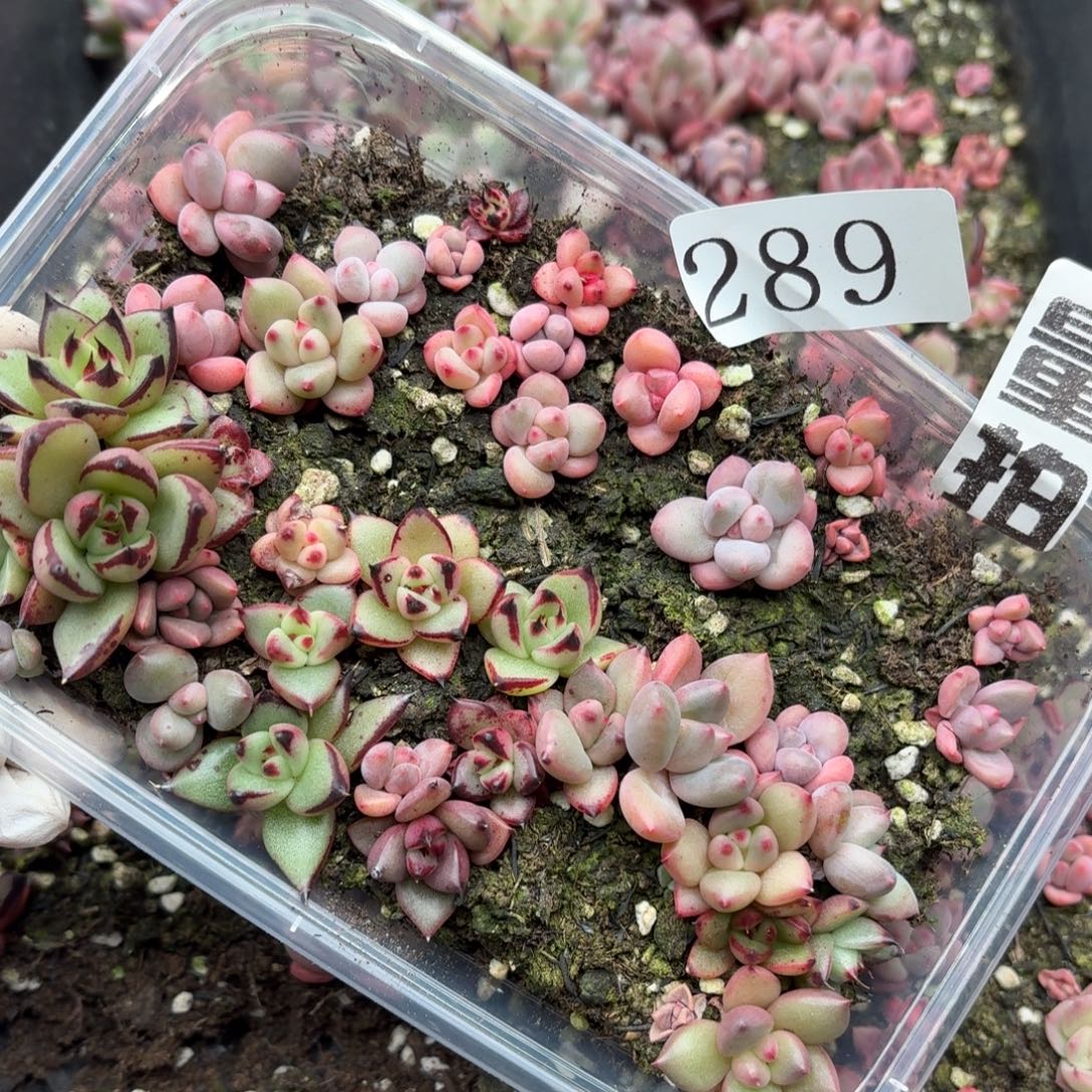 多肉植物多肉植物289量拍草莓豆豆