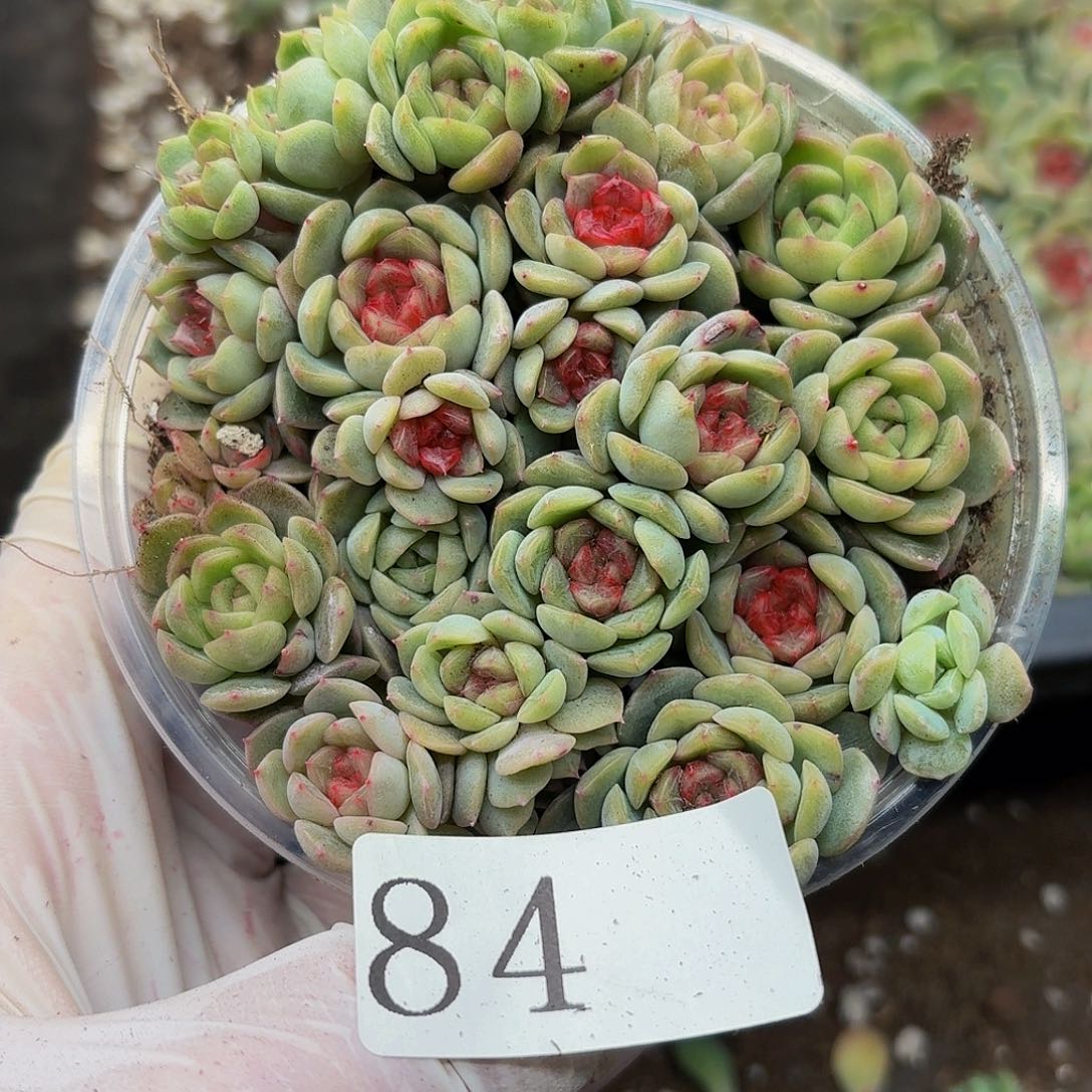 多肉植物多肉植物84