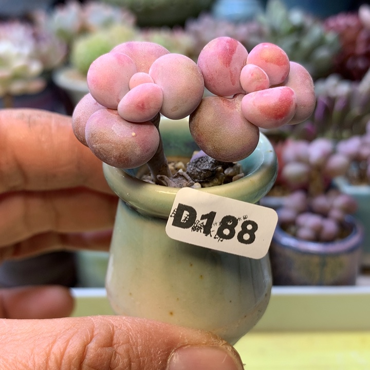 D188一物一拍带盆