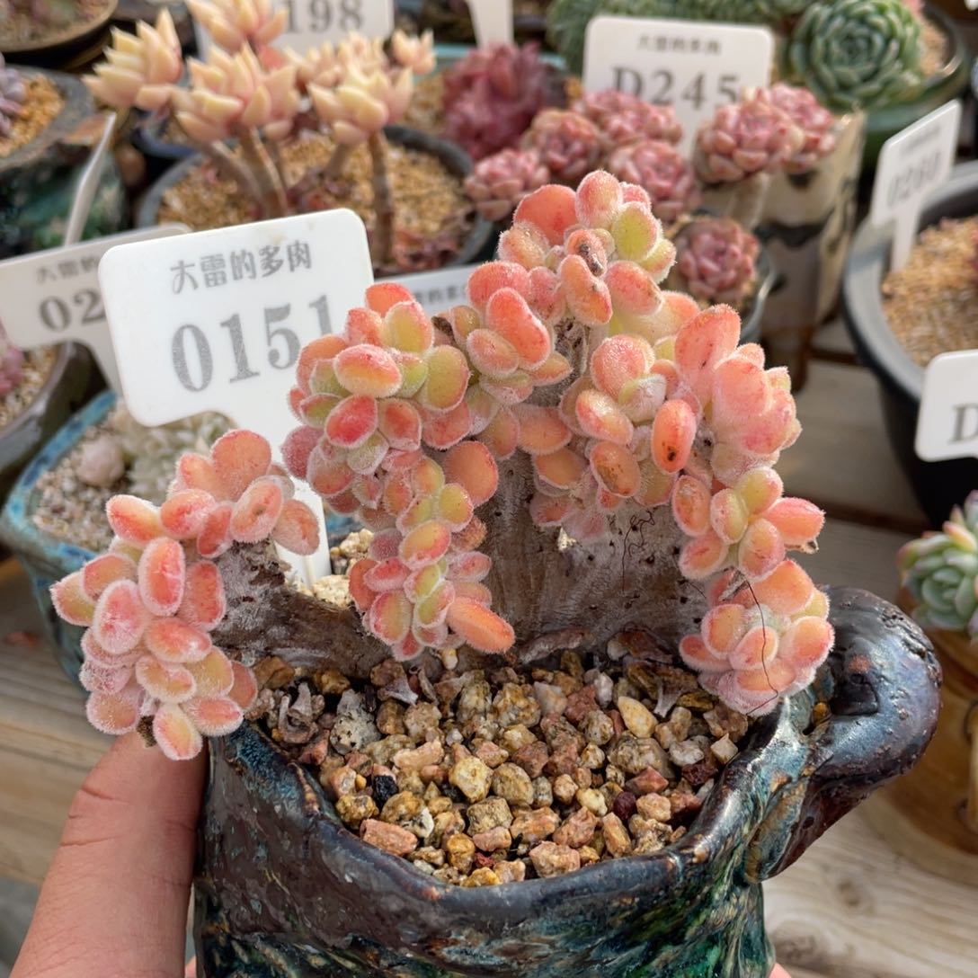 0151雪晃星不带盆11厘米