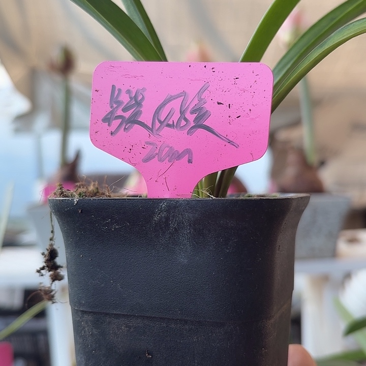 无花朵另类女孩朱顶红2cm