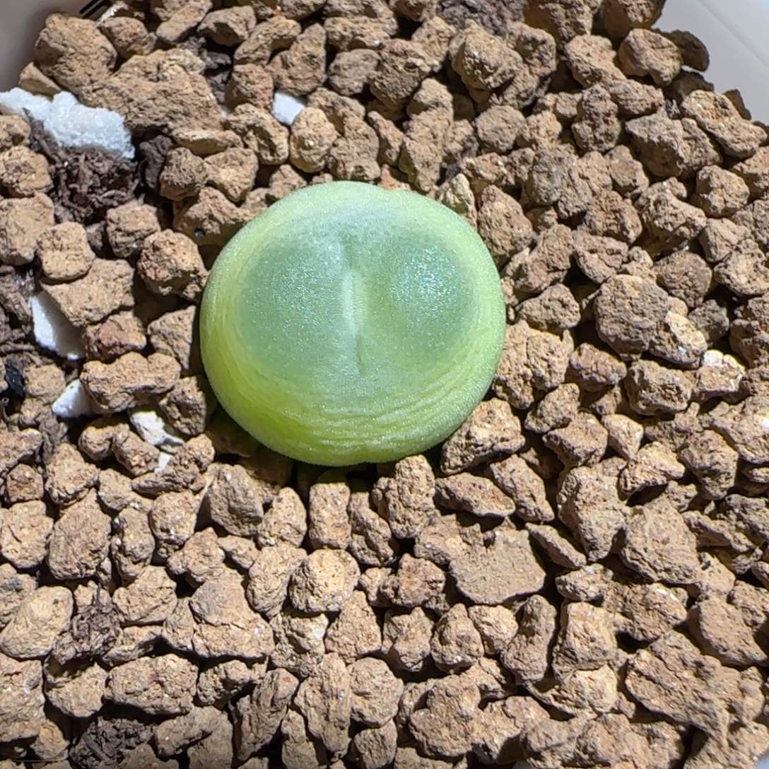 肉锥多肉植物组合-日式拉登1102