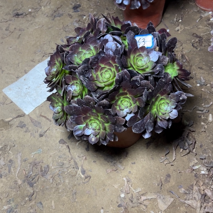 多肉植物黑魔法师63