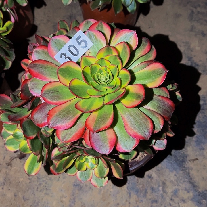 305奶白多肉植物