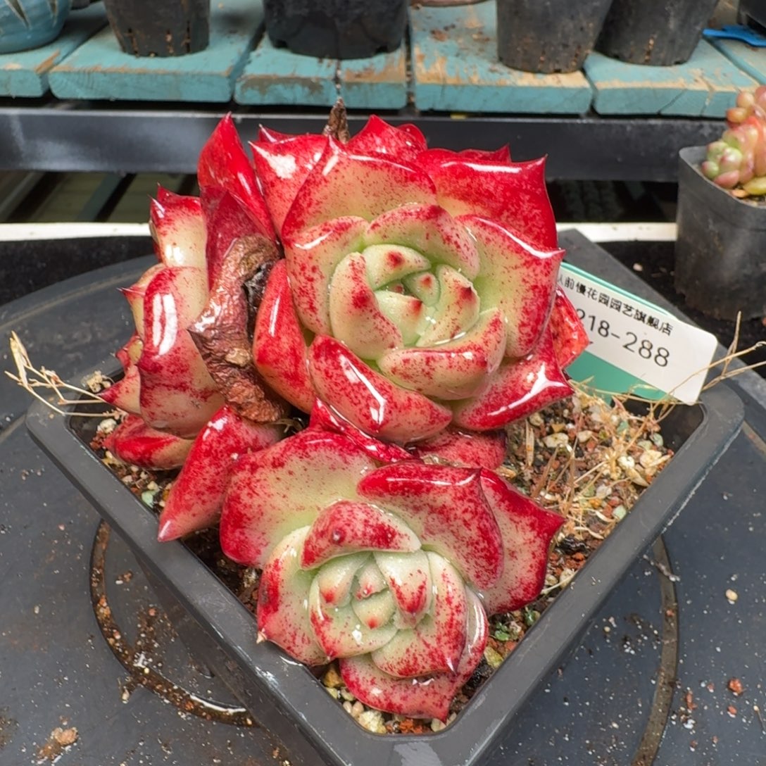 从前慢多肉精选编号1218.288