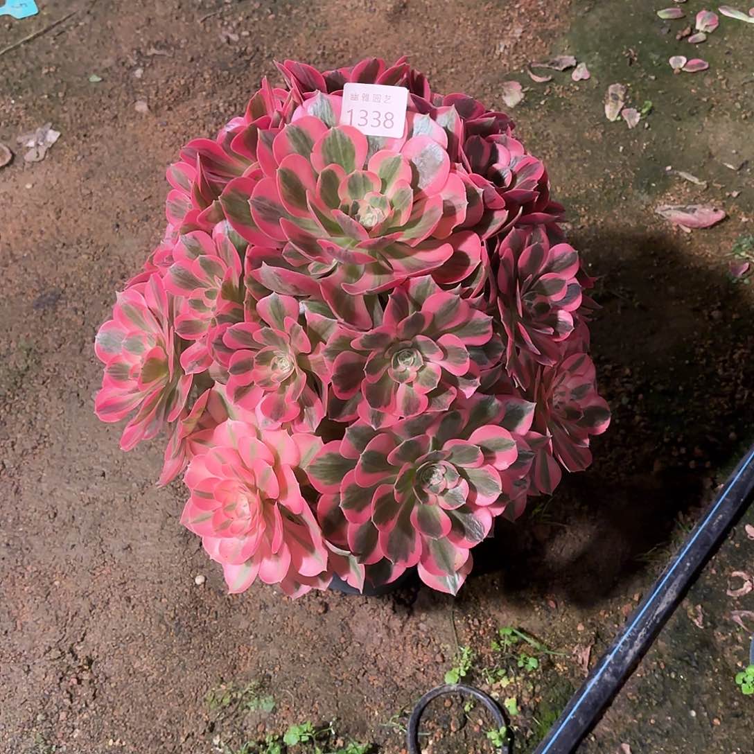 多肉法师粉女郎1338