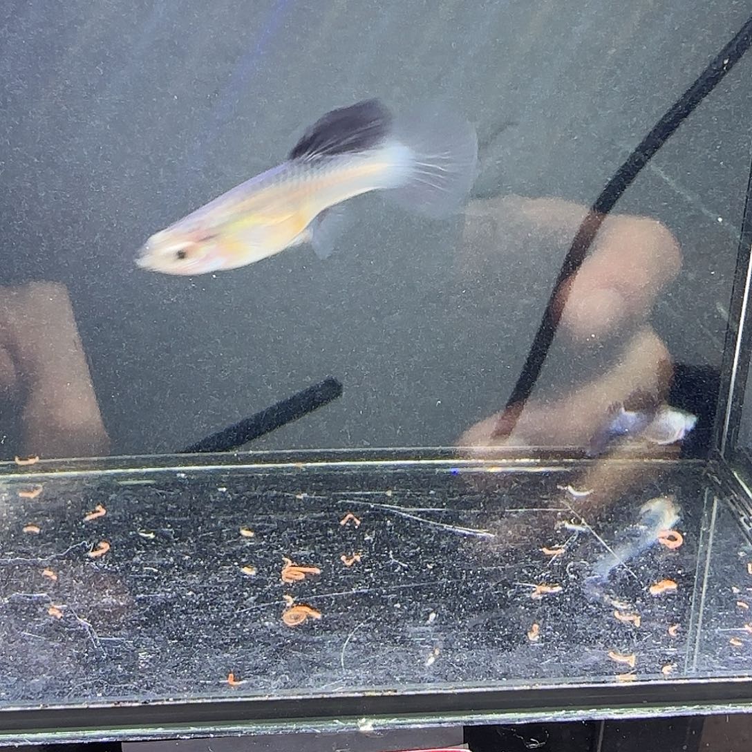 孔雀鱼大耳熊猫一对