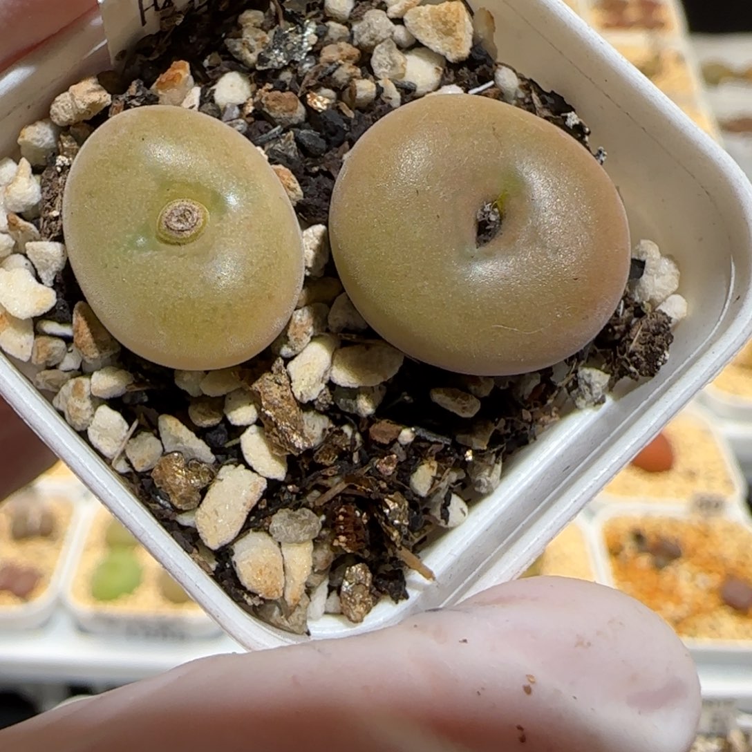 肉锥多肉植物百科30-空卡佛1302