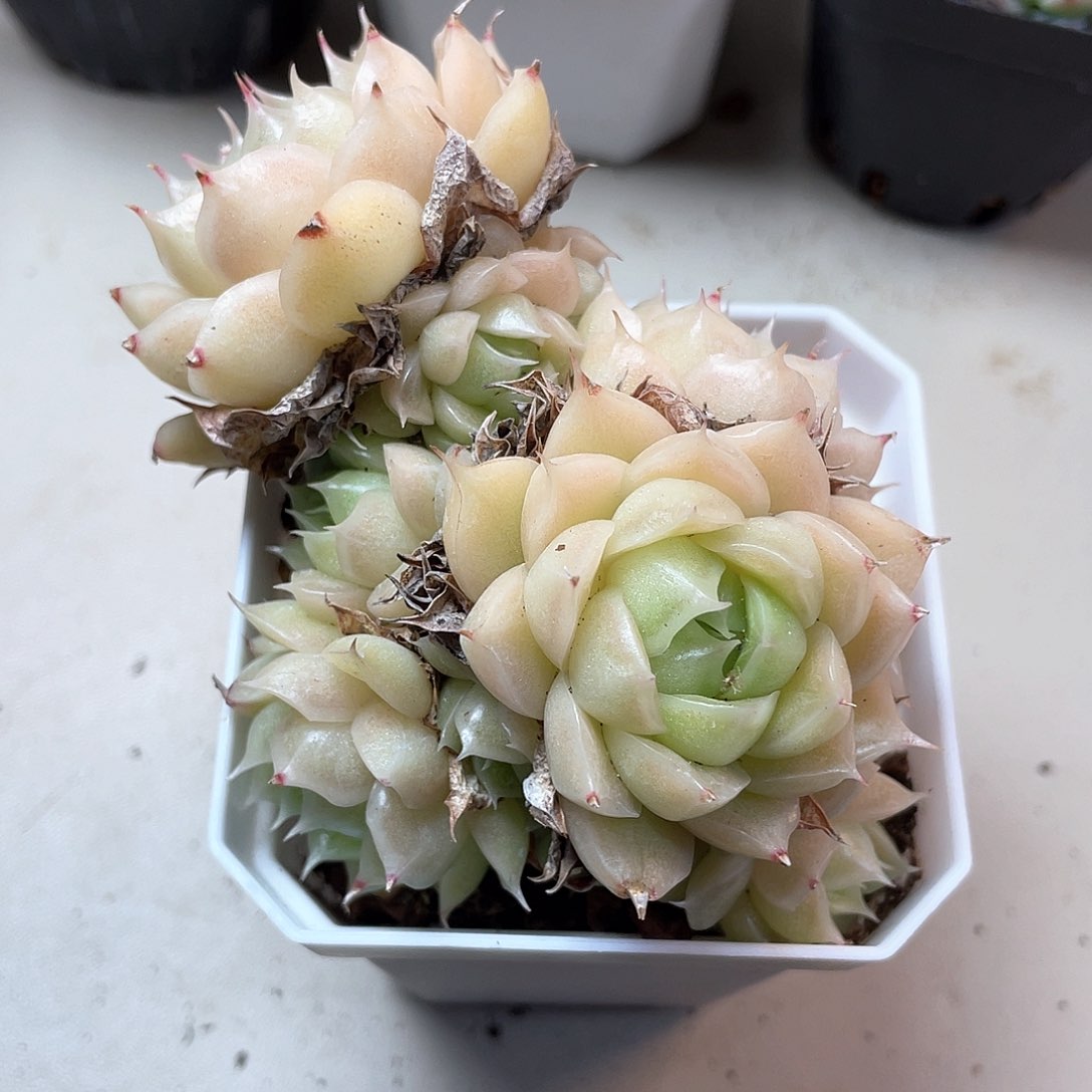 优选麦秆福利427